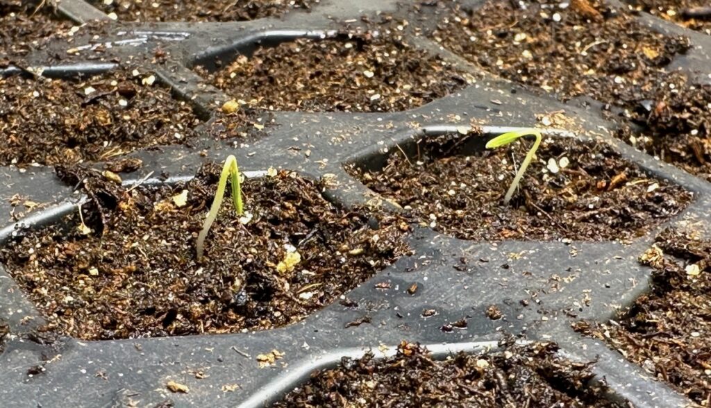 My first seeds begin to sprout, in March 2023.