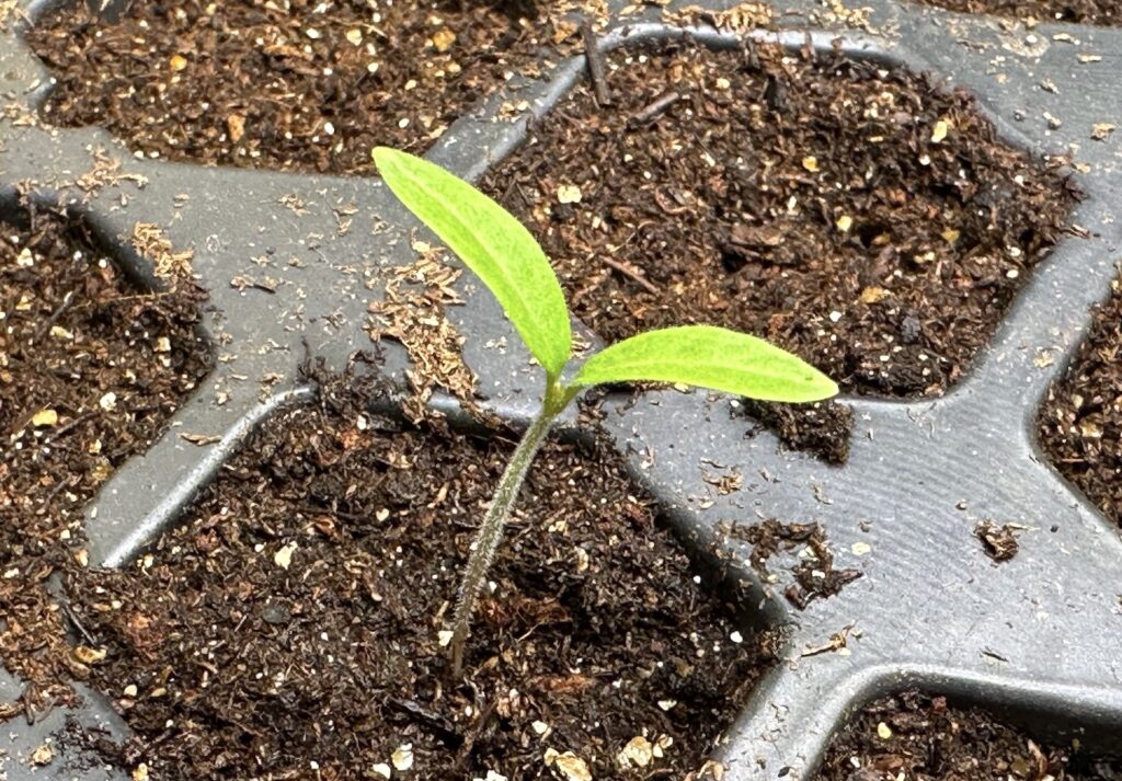 First tomato seedling of 2023