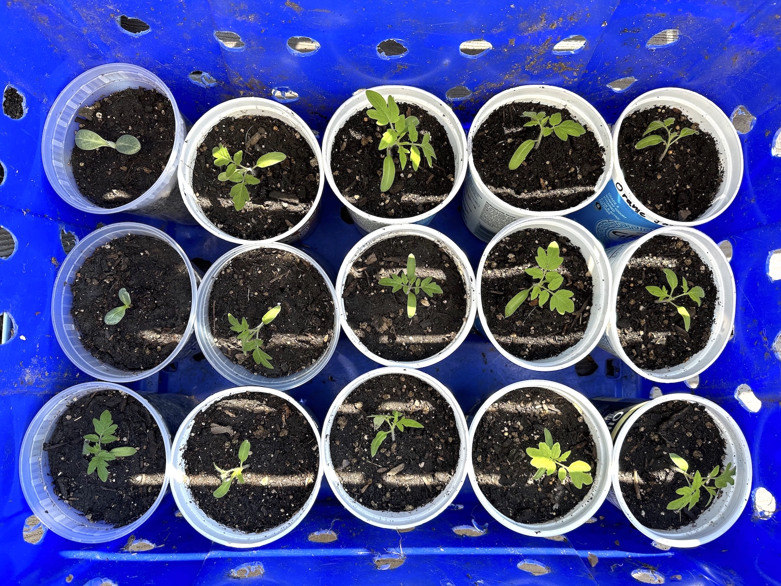 Transplanting tomato seedlings