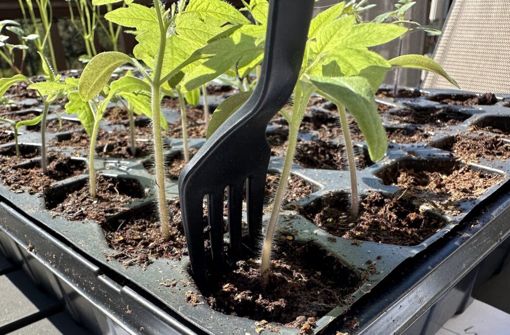 A plastic fork is used to gently lift a tomato seedling from its tray.