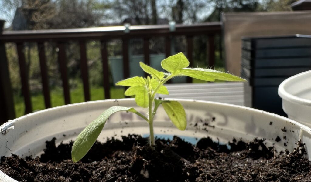 A freshly-transplanted tomato seedling.