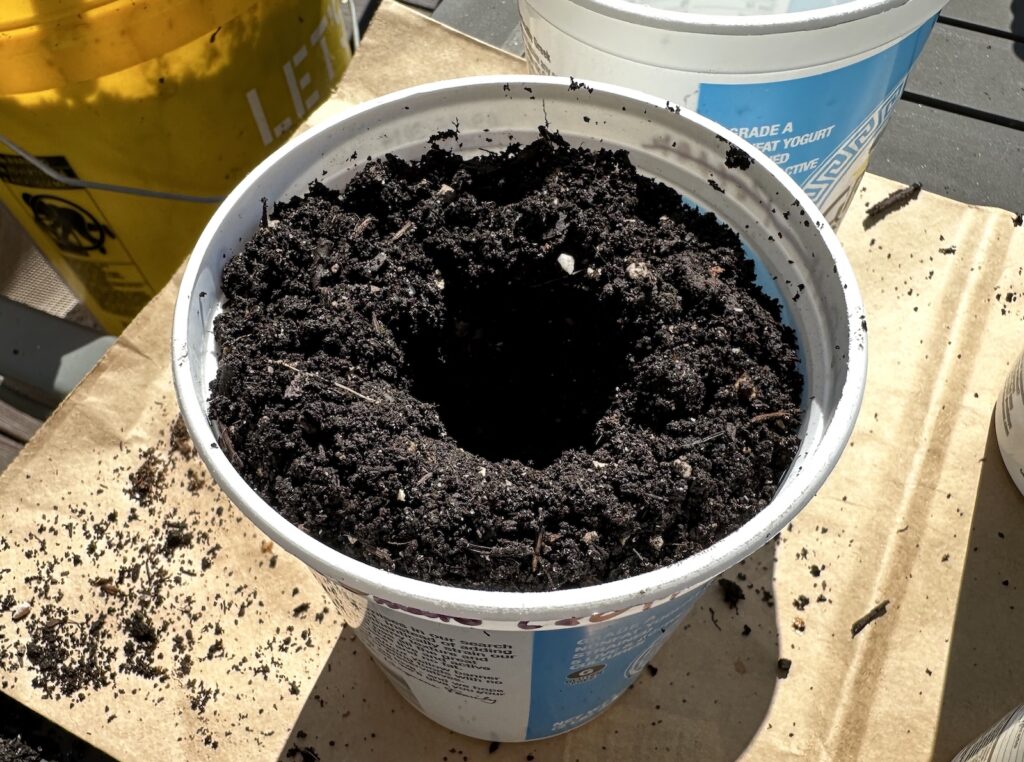 Small pot with soil, ready for tomato seedling to be planted.