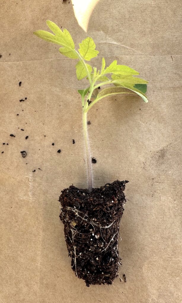 Photo of young tomato seedling, with root ball, ready for transplanting.